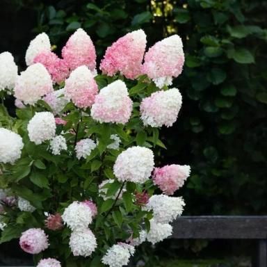 Vanilla Strawberry Hydrangea Seeds Pack of 20