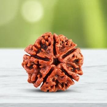 108 Beads Rudraksha Jaap Mala